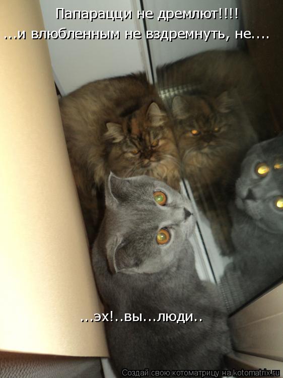 Котоматрица: Папарацци не дремлют!!!! ...и влюбленным не вздремнуть, не.... ...эх!..вы...люди..