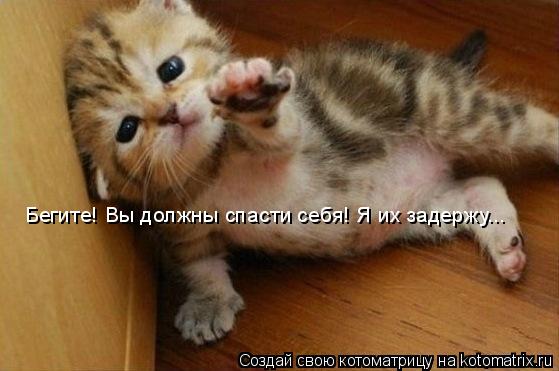 Котоматрица: Бегите! Вы должны спасти себя! Я их задержу...