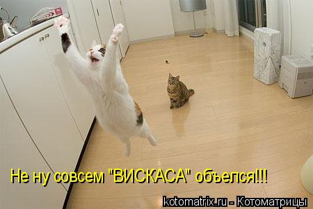 Котоматрица: Не ну совсем "ВИСКАСА" объелся!!!