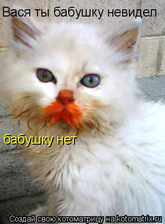 Котоматрица: Вася ты бабушку невидел бабушку нет