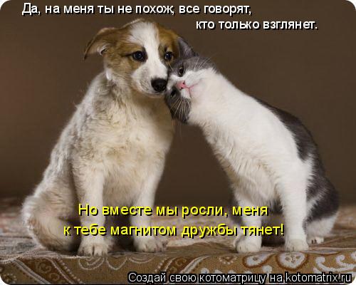 Котоматрица: Да, на меня ты не похож, все говорят,  кто только взглянет. Но вместе мы росли, меня к тебе магнитом дружбы тянет!