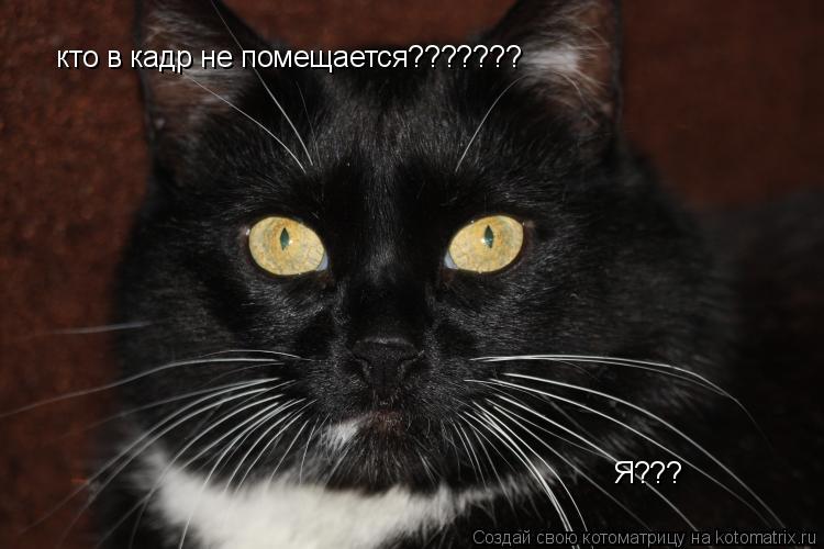 Котоматрица: кто в кадр не помещается??????? Я???