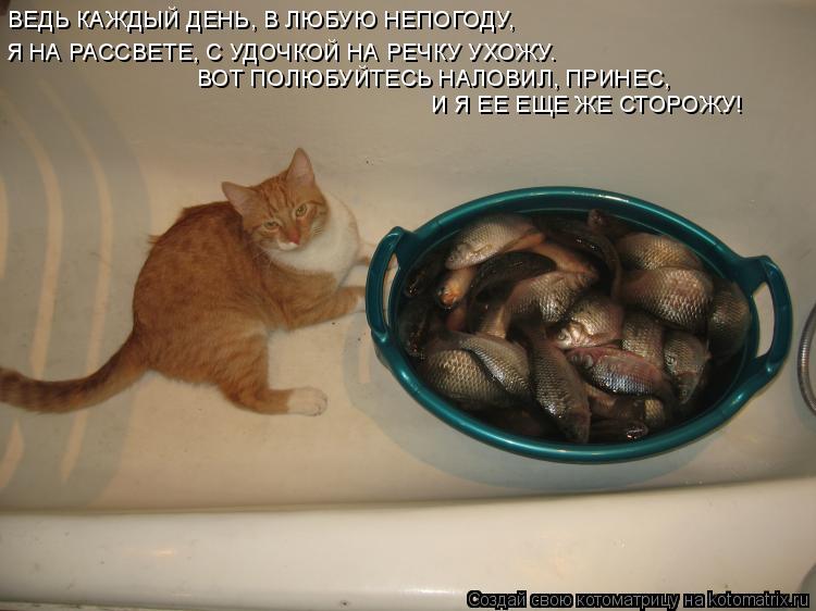 Котоматрица: ВЕДЬ КАЖДЫЙ ДЕНЬ, В ЛЮБУЮ НЕПОГОДУ, Я НА РАССВЕТЕ, С УДОЧКОЙ НА РЕЧКУ УХОЖУ. ВОТ ПОЛЮБУЙТЕСЬ НАЛОВИЛ, ПРИНЕС, И Я ЕЕ ЕЩЕ ЖЕ СТОРОЖУ!