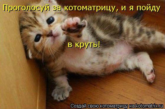 Котоматрица: Проголосуй за котоматрицу, и я пойду в круть!