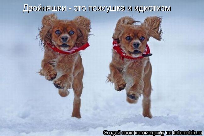 Котоматрица: Двойняшки - это психушка и идиотизм