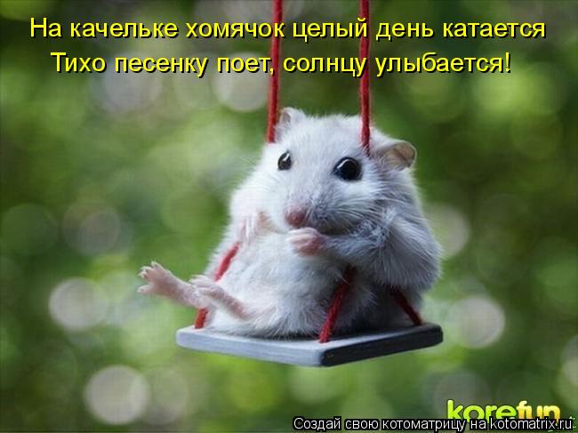 Котоматрица: На качельке хомячок целый день катается Тихо песенку поет, солнцу улыбается!