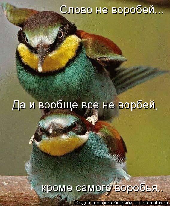 Котоматрица: Слово не воробей... Да и вообще все не ворбей, кроме самого воробья..
