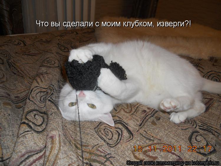 Котоматрица: Что вы сделали с моим клубком, изверги?!
