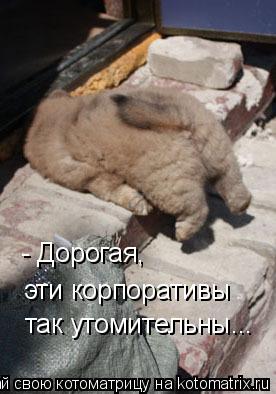 Котоматрица: - Дорогая,  эти корпоративы  так утомительны...
