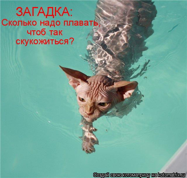 Котоматрица: ЗАГАДКА: Сколько надо плавать, чтоб так скукожиться?
