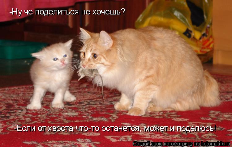 Котоматрица: -Ну че поделиться не хочешь? -Если от хвоста что-то останется, может и поделюсь!