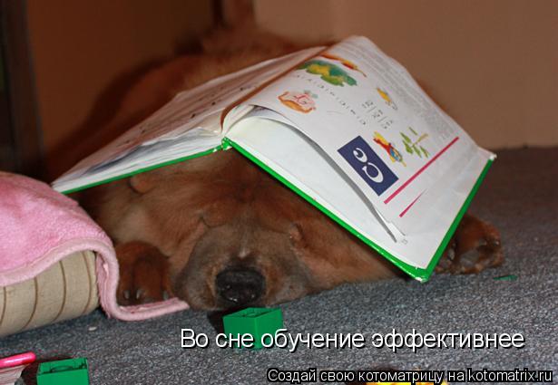 Котоматрица: Во сне обучение эффективнее