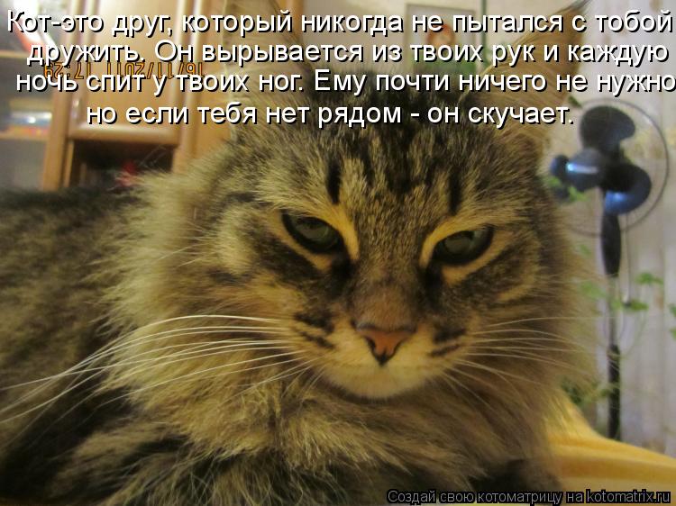 Котоматрица: Кот-это друг, который никогда не пытался с тобой  дружить. Он вырывается из твоих рук и каждую  ночь спит у твоих ног. Ему почти ничего не нужн