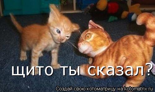 Котоматрица: щито ты сказал?
