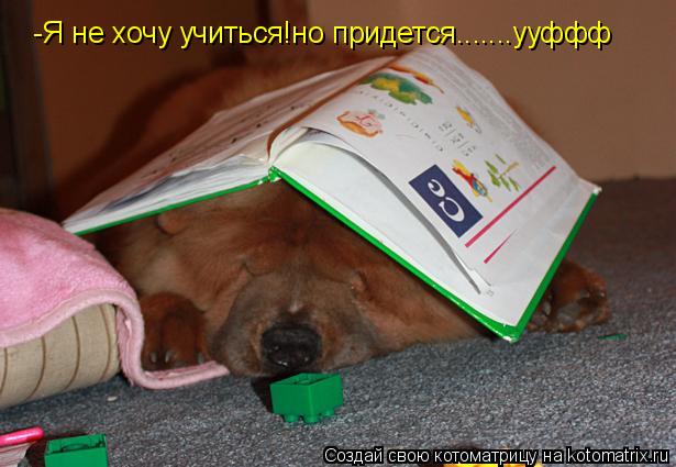 Котоматрица: -Я не хочу учиться!но придется.......ууффф