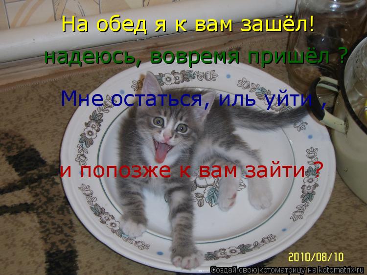 Котоматрица: На обед я к вам зашёл! надеюсь, вовремя пришёл ? Мне остаться, иль уйти , и попозже к вам зайти ?