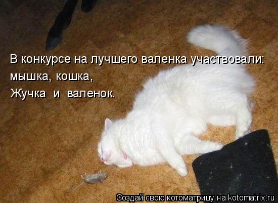 Котоматрица: В конкурсе на лучшего валенка участвовали: мышка, кошка, Жучка  и  валенок.