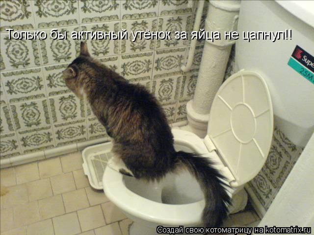 Котоматрица: Только бы активный утёнок за яйца не цапнул!!