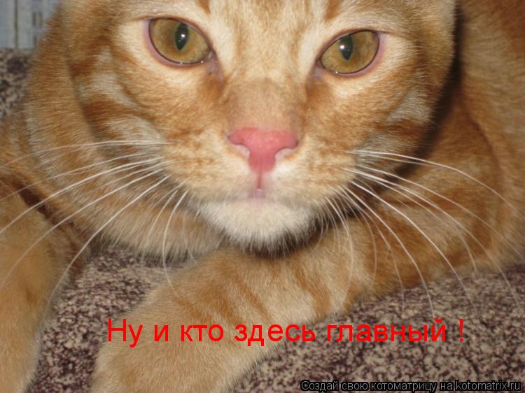 Котоматрица: Ну и кто здесь главный !