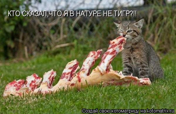 Котоматрица: КТО СКАЗАЛ,ЧТО Я В НАТУРЕ НЕ ТИГР?!!