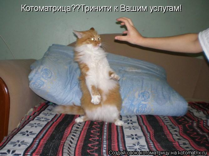 Котоматрица: Котоматрица??Тринити к Вашим услугам!