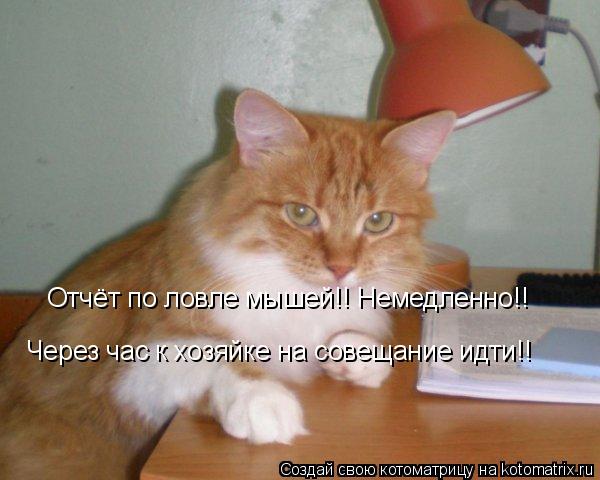 Котоматрица: Отчёт по ловле мышей!! Немедленно!! Через час к хозяйке на совещание идти!!