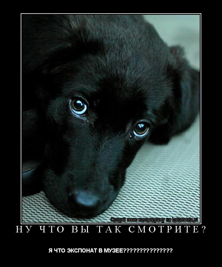 Котоматрица: Ну что вы так смотрите? Я ЧТО ЭКСПОНАТ В МУЗЕЕ???????????????