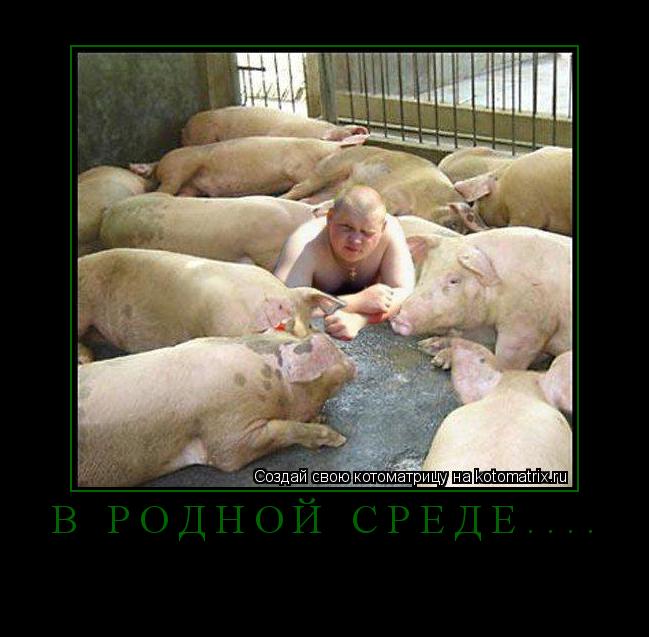 В родной среде.... ... Котоматрица: В родной среде....