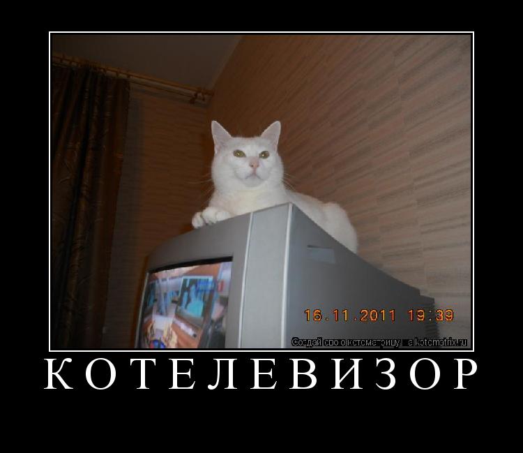 Котоматрица: котелевизор 