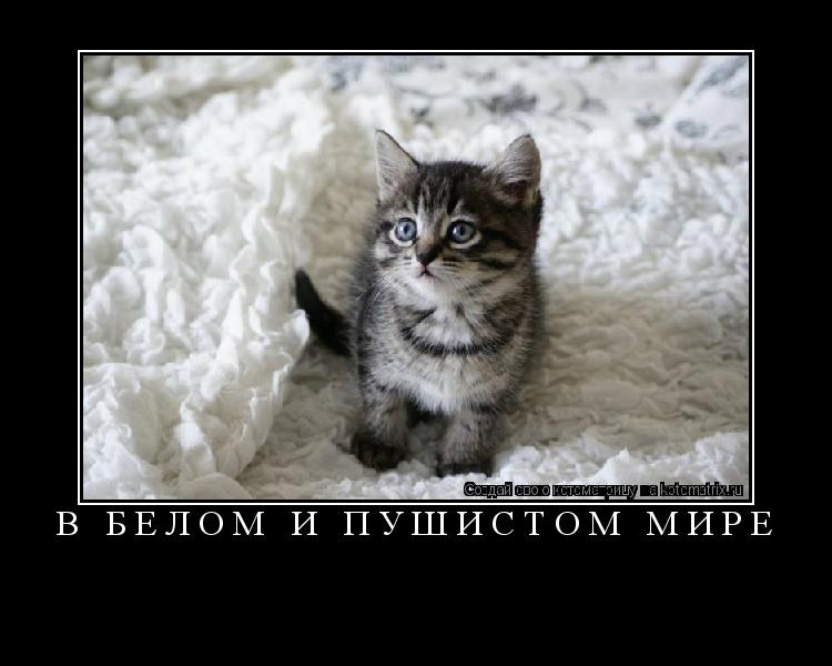 Котоматрица: В белом и пушистом мире  