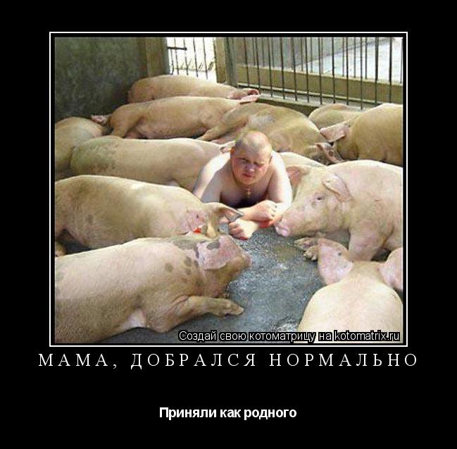 Котоматрица: мама, добрался нормально Приняли как родного