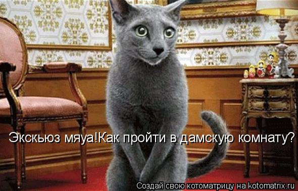 Экскьюз мяуа!Как пройти в дамскую комнату?... Котоматрица: Экскьюз мяуа!Как пройти в дамскую комнату?