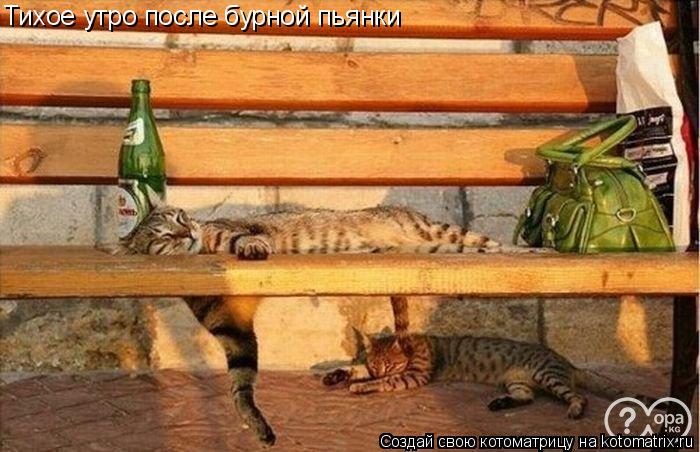 Тихое утро после бурной пьянки... Котоматрица: Тихое утро после бурной пьянки