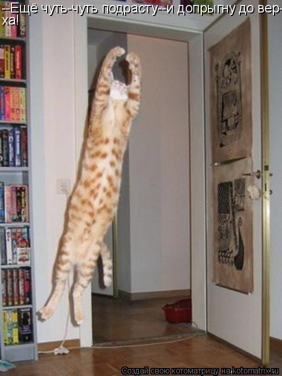 --Ещё чуть-чуть подрасту--и допрыгну до вер- ха!... Котоматрица: --Ещё чуть-чуть подрасту--и допрыгну до вер- ха!
