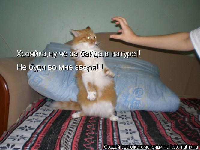 Хозяйка,ну чё за байда,в натуре!! Не буди во мне зверя!!!... Котоматрица: Хозяйка,ну чё за байда,в натуре!! Не буди во мне зверя!!!