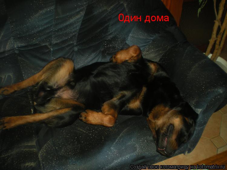 0дин дома... Котоматрица: 0дин дома