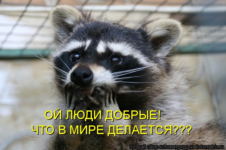 ОЙ ЛЮДИ ДОБРЫЕ! ЧТО В МИРЕ ДЕЛАЕТСЯ???... Котоматрица: ОЙ ЛЮДИ ДОБРЫЕ! ЧТО В МИРЕ ДЕЛАЕТСЯ???