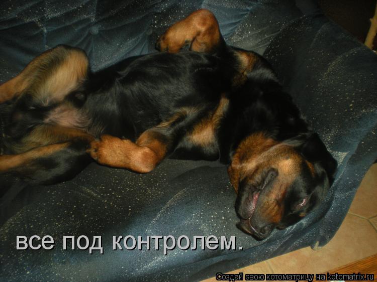 все под контролем.... Котоматрица: все под контролем.