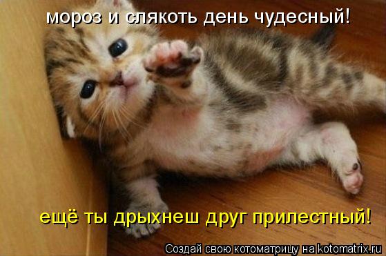 мороз и слякоть день чудесный! ещё ты дрыхнеш друг прилестный!... Котоматрица: мороз и слякоть день чудесный! ещё ты дрыхнеш друг прилестный!