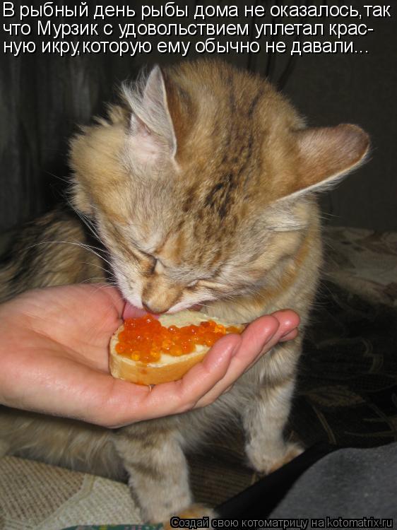 В рыбный день рыбы дома не оказалось,так что Мурзик с удовольствием уплетал крас- ную икру,которую ем... Котоматрица: В рыбный день рыбы дома не оказалось,так что Мурзик с удовольствием уплетал крас- ную икру,которую ему обычно не давали...