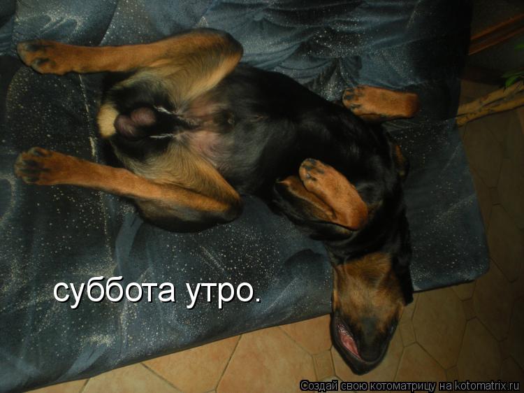 суббота утро.... Котоматрица: суббота утро.