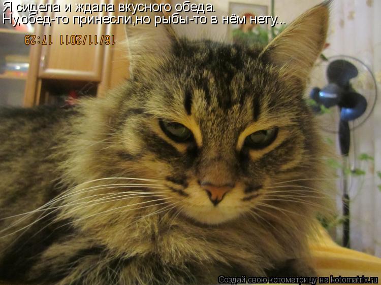 Я сидела и ждала вкусного обеда. Ну,обед-то принесли,но рыбы-то в нём нету...... Котоматрица: Я сидела и ждала вкусного обеда. Ну,обед-то принесли,но рыбы-то в нём нету...