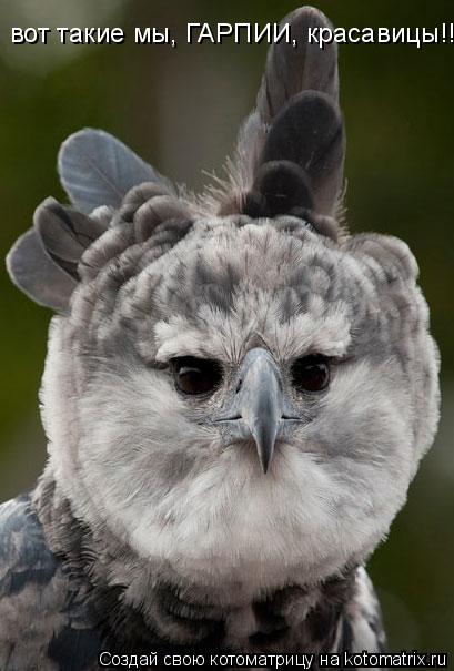 вот такие мы, ГАРПИИ, красавицы!!!... Котоматрица: вот такие мы, ГАРПИИ, красавицы!!!