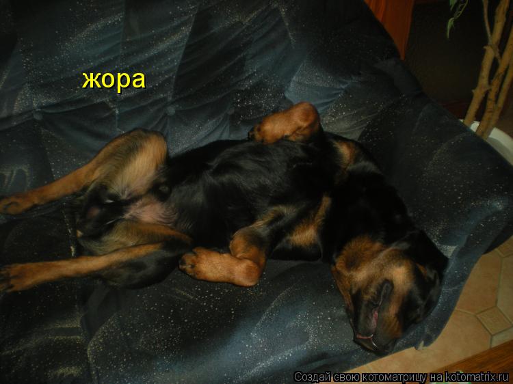 жора... Котоматрица: жора