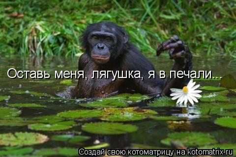 Оставь меня, лягушка, я в печали...... Котоматрица: Оставь меня, лягушка, я в печали...