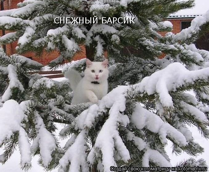 СНЕЖНЫЙ БАРСИК... Котоматрица: СНЕЖНЫЙ БАРСИК