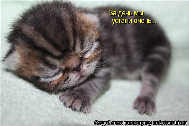 За день мы устали очень...... Котоматрица: За день мы устали очень...