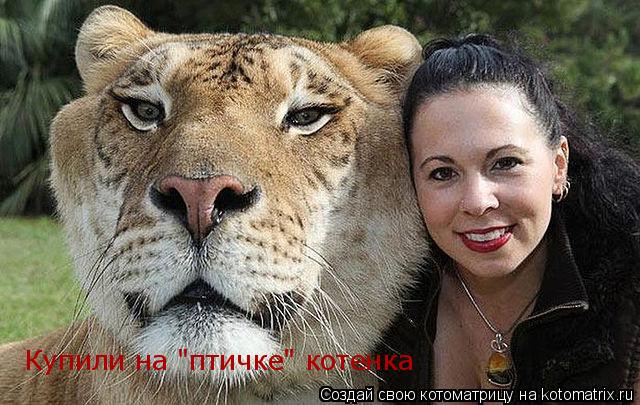 Купили на "птичке" котенка... Котоматрица: Купили на "птичке" котенка