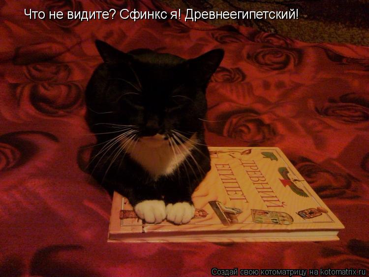 Что не видите? Сфинкс я! Древнеегипетский!... Котоматрица: Что не видите? Сфинкс я! Древнеегипетский!