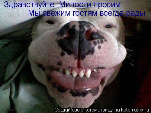 Здравствуйте. Милости просим. Мы свежим гостям всегда рады... Котоматрица: Здравствуйте. Милости просим. Мы свежим гостям всегда рады